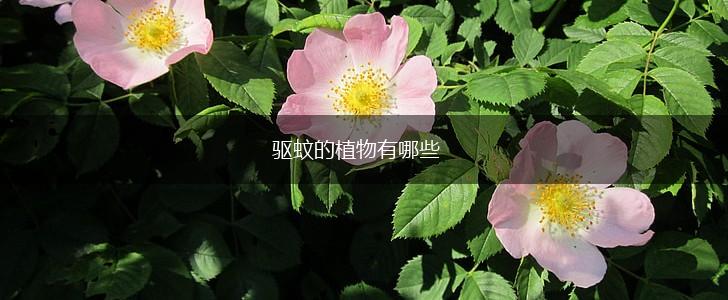 驱蚊的植物有哪些,第1张