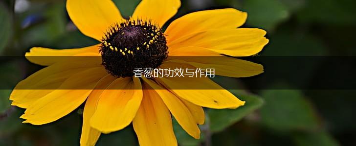 香葱的功效与作用,第1张