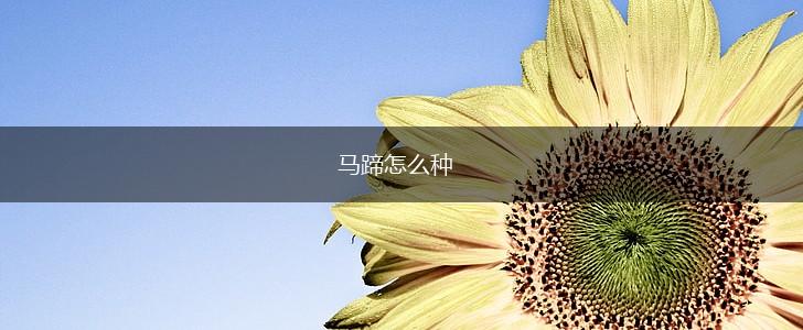 马蹄怎么种,第1张