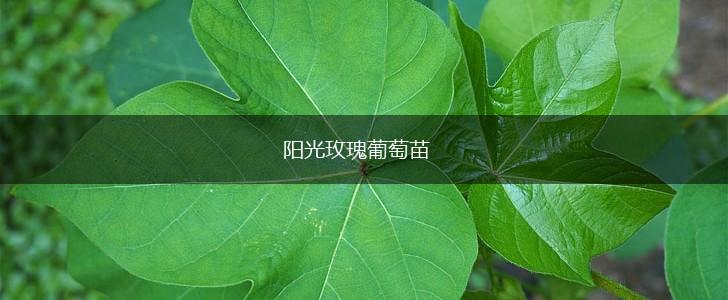 阳光玫瑰葡萄苗,第1张