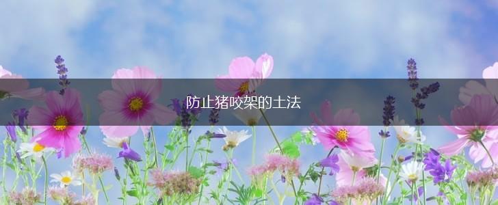 防止猪咬架的土法,第1张