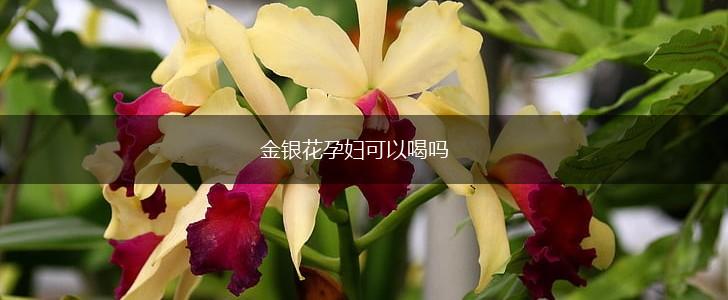 金银花孕妇可以喝吗,第1张