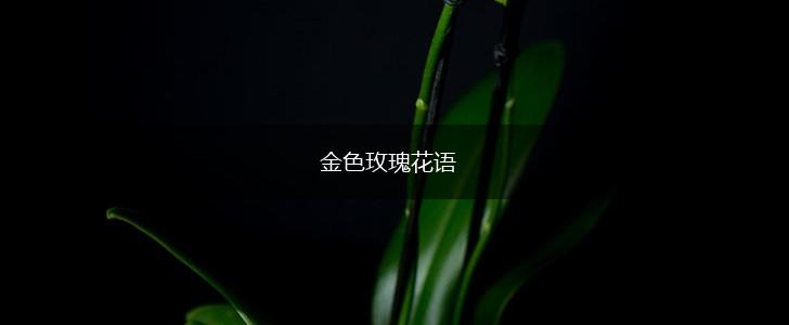 金色玫瑰花语,第1张