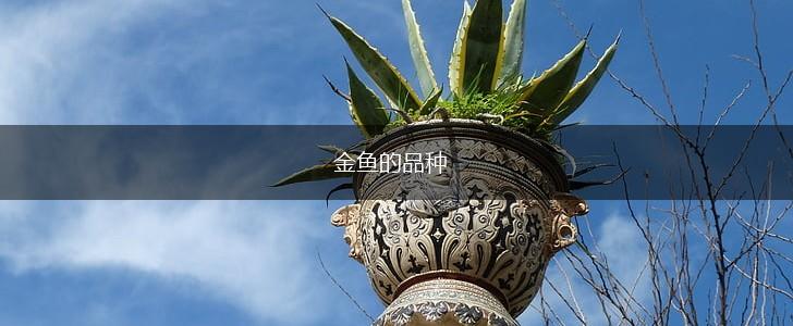 金鱼的品种,第1张