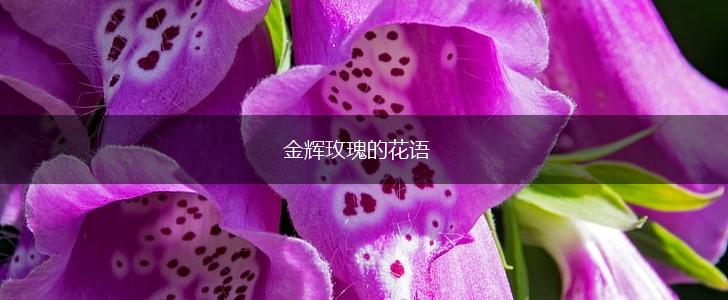 金辉玫瑰的花语,第1张
