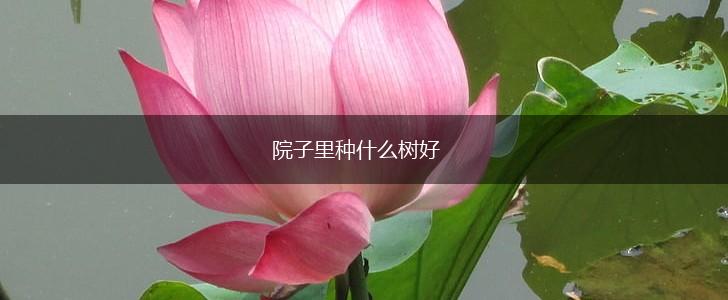 院子里种什么树好,第1张