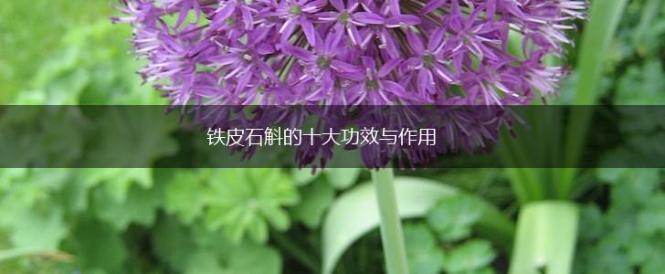 铁皮石斛的十大功效与作用,第1张