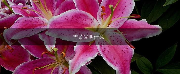 香菜又叫什么,第1张
