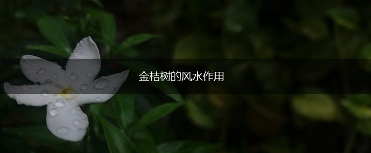 金桔树的风水作用,第1张