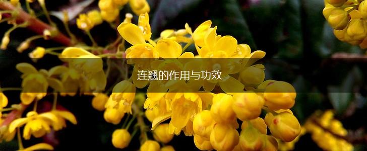 连翘的作用与功效,第1张