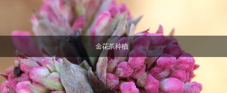 金花茶种植,第1张