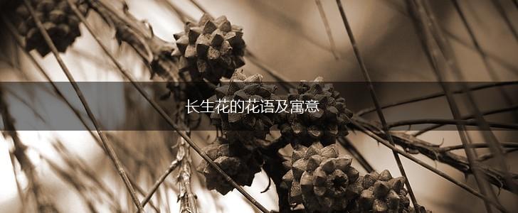 长生花的花语及寓意,第1张