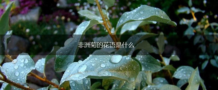 非洲菊的花语是什么,第1张