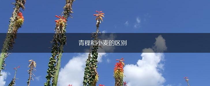 青稞和小麦的区别,第1张