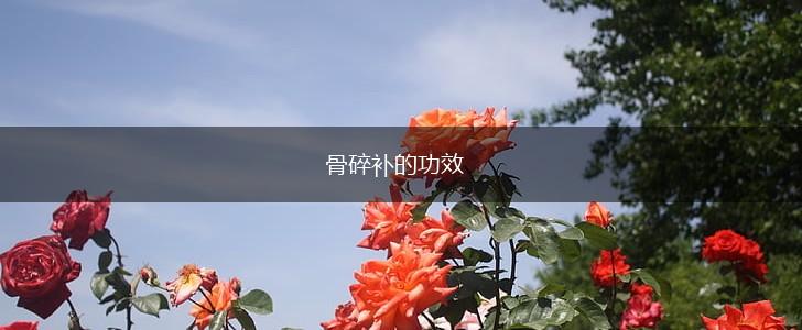 骨碎补的功效,第1张