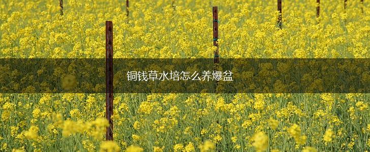 铜钱草水培怎么养爆盆,第1张