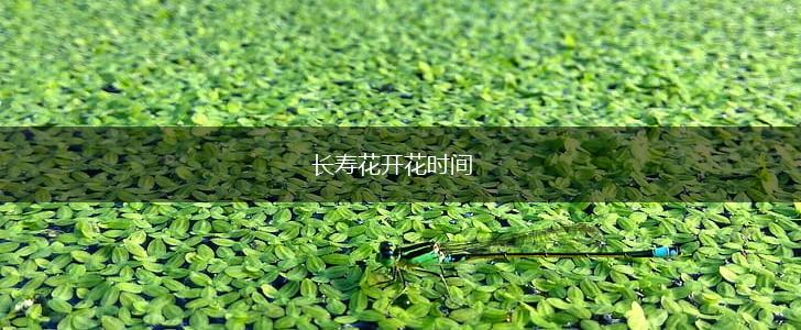 长寿花开花时间,第1张