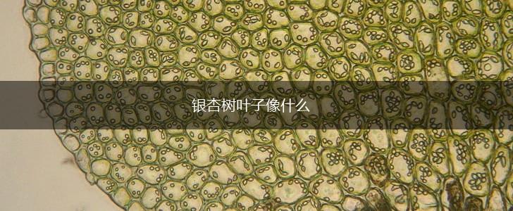 银杏树叶子像什么,第1张