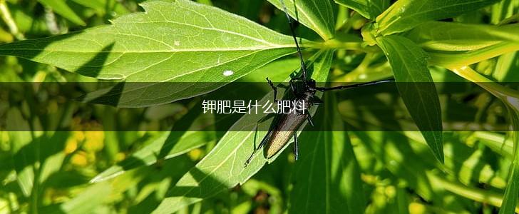 钾肥是什么肥料,第1张