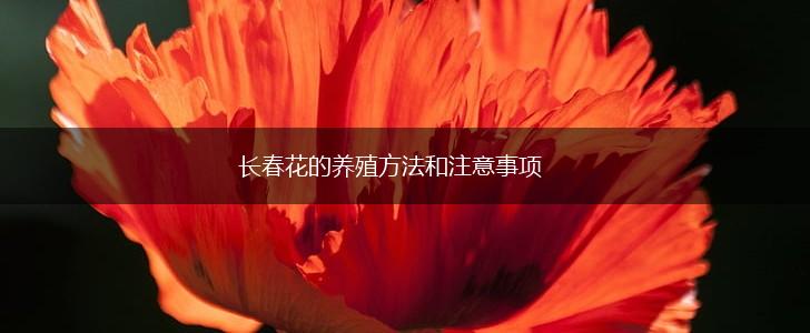 长春花的养殖方法和注意事项,第1张