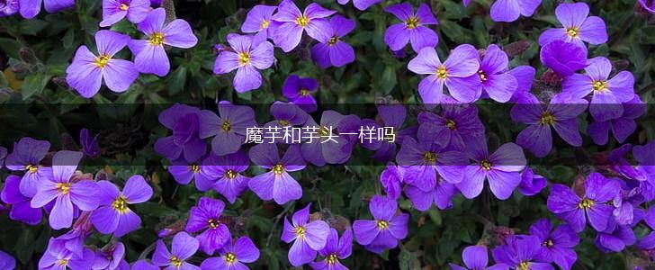 魔芋和芋头一样吗,第1张