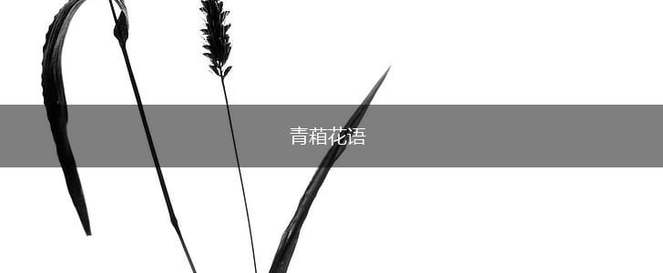 青葙花语,第1张