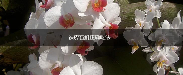 铁皮石斛正确吃法,第1张