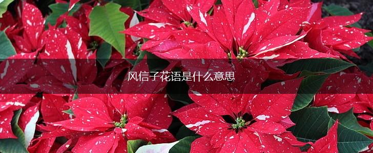 风信子花语是什么意思,第1张