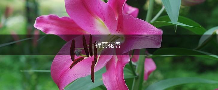 锦丽花语,第1张