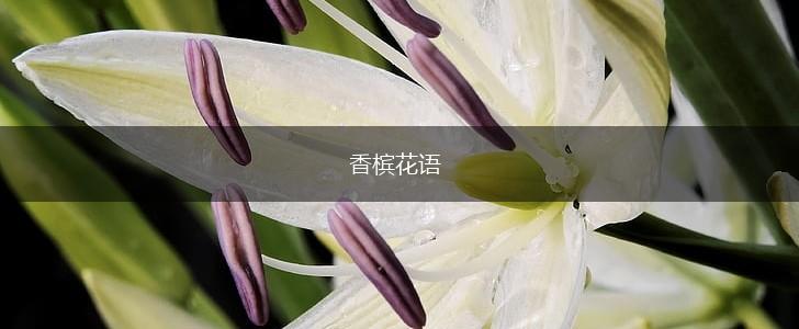 香槟花语,第1张