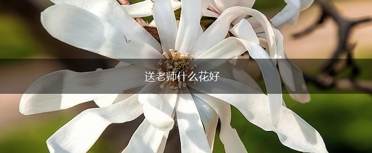 送老师什么花好,第1张