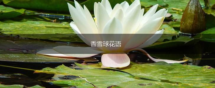 香雪球花语,第1张