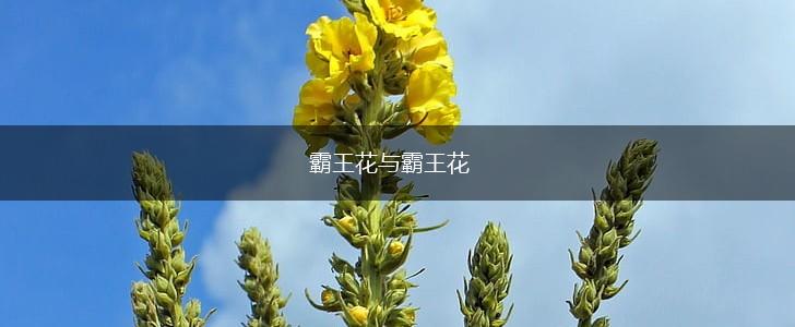 霸王花与霸王花,第1张