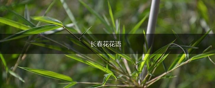 长春花花语,第1张
