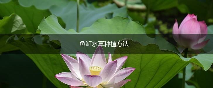 鱼缸水草种植方法,第1张