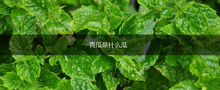 青瓜是什么瓜,第1张