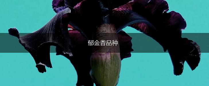 郁金香品种,第1张