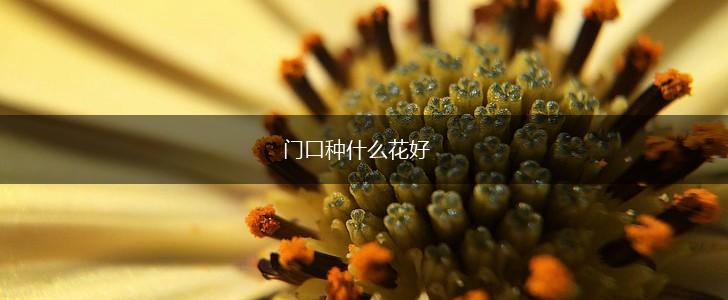 门口种什么花好,第1张