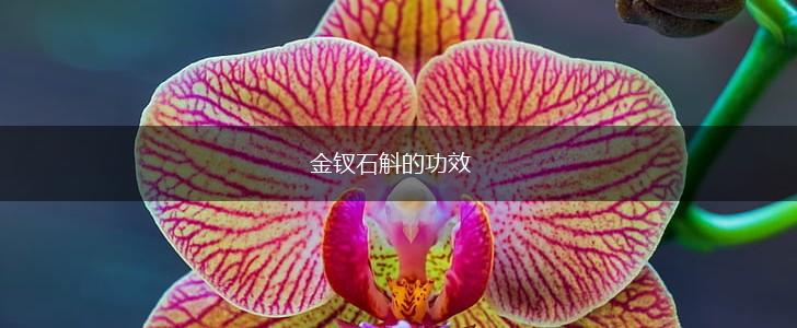 金钗石斛的功效,第1张