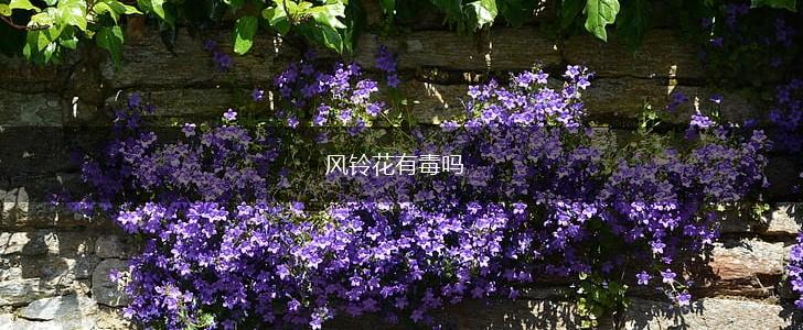 风铃花有毒吗,第1张