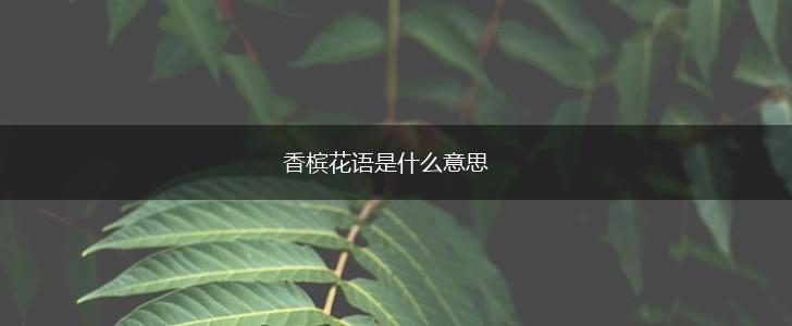 香槟花语是什么意思,第1张