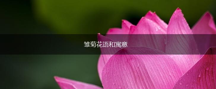 雏菊花语和寓意,第1张