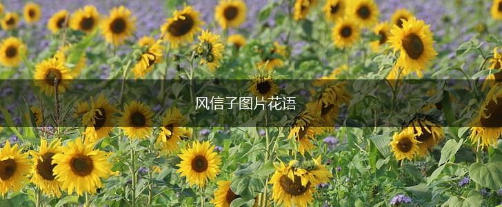 风信子图片花语,第1张