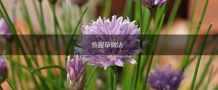 鱼腥草做法,第1张
