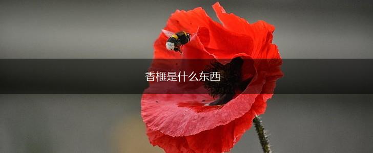 香榧是什么东西,第1张