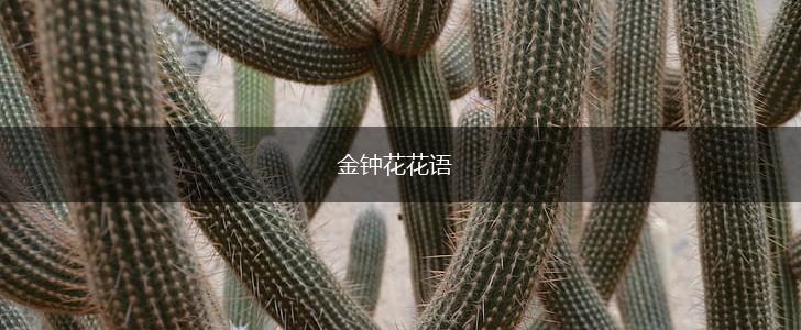 金钟花花语,第1张