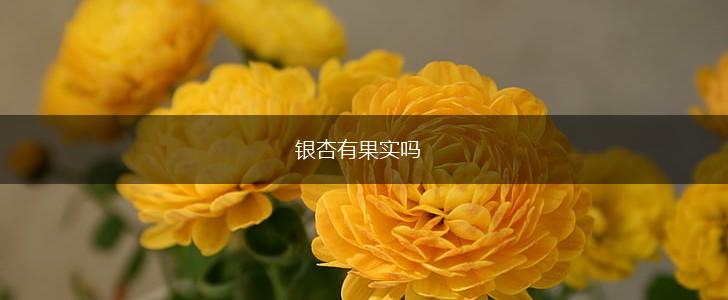 银杏有果实吗,第1张