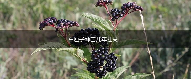 车厘子种苗几年挂果,第1张