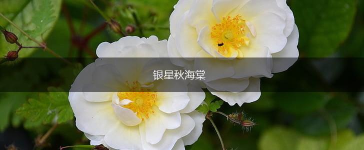 银星秋海棠,第1张