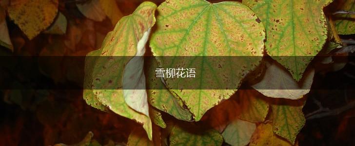 雪柳花语,第1张